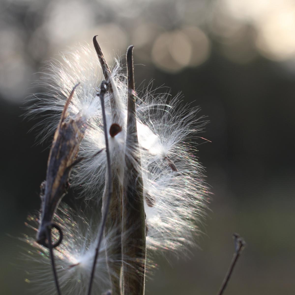 Butterfly Milkweed Pod